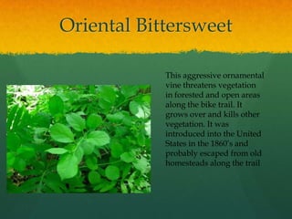 Narrow-leaved CattailThis invasive species is from Eurasia and can be found in some of the wetlands along the trail. This dominant plant takes over an area with its dense roots and rhizome mats. It also chokes out other plants with the thick litter layer that is produced from its leaves. Wetland wildlife are dependent on  a diverse habitat. The narrow leaved cattail is destroying that ecological diversity