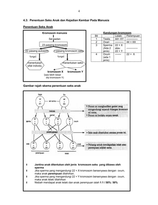 4
4.3: Penentuan Seks Anak dan Kejadian Kembar Pada Manusia
Penentuan Seks Anak
---
Gambar rajah skema penentuan seks anak
Kromosom manusia
Sel badan
23 pasang kromosom
22 pasang autosom 1 pasang kromosom seks
menentukan menentukan seks
sifat individu
kromosom X kromosom Y
(saiz lebih besar
drp kromosom Y)
fungsi fungsi
Kandungan kromosom
Bil Lelaki Perempuan
1 Testis 44+ XY -------------
2 Ovari ---------- 44 + XX
3 Sperma
(Ada 2
jenis)
22 + X
atau
22 + Y
-------------
4 Ovum
(ada 1
jenis)
------- 22 + X
 Jantina anak ditentukan oleh jenis kromosom seks yang dibawa oleh
sperma
 Jika sperma yang mengandungi 22 + X kromosom bersenyawa dengan ovum,
maka anak perempuan dilahirkan.
 Jika sperma yang mengandungi 22 + Y kromosom bersenyawa dengan ovum,
maka anak lelaki dilahirkan
 Nisbah mendapat anak lelaki dan anak perempuan ialah 1:1 / 50%: 50%
 