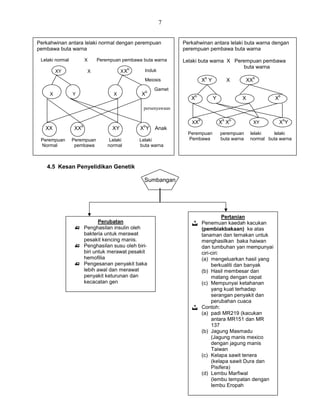 7
4.5 Kesan Penyelidikan Genetik
Sumbangan
Perkahwinan antara lelaki normal dengan perempuan
pembawa buta warna
Lelaki normal X Perempuan pembawa buta warna
XY X XX
b
X Y X X
b
XX XX
b
XY X
b
Y Anak
Perempuan Perempuan Lelaki Lelaki
Normal pembawa normal buta warna
Perkahwinan antara lelaki buta warna dengan
perempuan pembawa buta warna
Lelaki buta warna X Perempuan pembawa
buta warna
X
b
Y X XX
b
X
b
Y X X
b
XX
b
X
b
X
b
XY X
b
Y
Perempuan perempuan lelaki lelaki
Pembawa buta warna normal buta warna
Induk
Meiosis
Gamet
persenyawaan
Perubatan
 Penghasilan insulin oleh
bakteria untuk merawat
pesakit kencing manis.
 Penghasilan susu oleh biri-
biri untuk merawat pesakit
hemofilia
 Pengesanan penyakit baka
lebih awal dan merawat
penyakit keturunan dan
kecacatan gen
Pertanian
 Penemuan kaedah kacukan
(pembiakbakaan) ke atas
tanaman dan ternakan untuk
menghasilkan baka haiwan
dan tumbuhan yan mempunyai
ciri-ciri:
(a) mengeluarkan hasil yang
berkualiti dan banyak
(b) Hasil membesar dan
matang dengan cepat
(c) Mempunyai ketahanan
yang kuat terhadap
serangan penyakit dan
perubahan cuaca
 Contoh:
(a) padi MR219 (kacukan
antara MR151 dan MR
137
(b) Jagung Masmadu
(Jagung manis mexico
dengan jagung manis
Taiwan
(c) Kelapa sawit tenera
(kelapa sawit Dura dan
Pisifera)
(d) Lembu Marfiwal
(lembu tempatan dengan
lembu Eropah
 