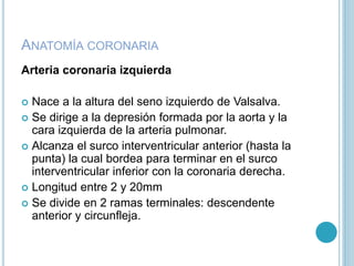 ANATOMÍA CORONARIA
Arteria coronaria izquierda
 Nace a la altura del seno izquierdo de Valsalva.
 Se dirige a la depresión formada por la aorta y la
cara izquierda de la arteria pulmonar.
 Alcanza el surco interventricular anterior (hasta la
punta) la cual bordea para terminar en el surco
interventricular inferior con la coronaria derecha.
 Longitud entre 2 y 20mm
 Se divide en 2 ramas terminales: descendente
anterior y circunfleja.
 
