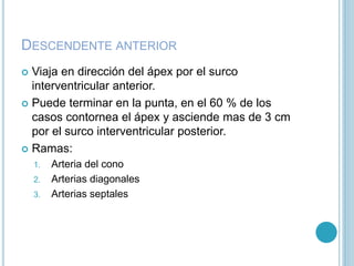 DESCENDENTE ANTERIOR
 Viaja en dirección del ápex por el surco
interventricular anterior.
 Puede terminar en la punta, en el 60 % de los
casos contornea el ápex y asciende mas de 3 cm
por el surco interventricular posterior.
 Ramas:
1. Arteria del cono
2. Arterias diagonales
3. Arterias septales
 