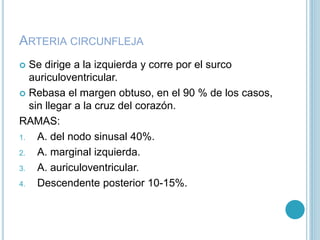 ARTERIA CIRCUNFLEJA
 Se dirige a la izquierda y corre por el surco
auriculoventricular.
 Rebasa el margen obtuso, en el 90 % de los casos,
sin llegar a la cruz del corazón.
RAMAS:
1. A. del nodo sinusal 40%.
2. A. marginal izquierda.
3. A. auriculoventricular.
4. Descendente posterior 10-15%.
 