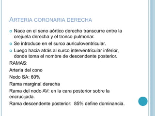 ARTERIA CORONARIA DERECHA
 Nace en el seno aórtico derecho transcurre entre la
orejuela derecha y el tronco pulmonar.
 Se introduce en el surco auriculoventricular.
 Luego hacia atrás al surco interventricular inferior,
donde toma el nombre de descendente posterior.
RAMAS:
Arteria del cono
Nodo SA: 60%
Rama marginal derecha
Rama del nodo AV: en la cara posterior sobre la
encrucijada.
Rama descendente posterior: 85% define dominancia.
 