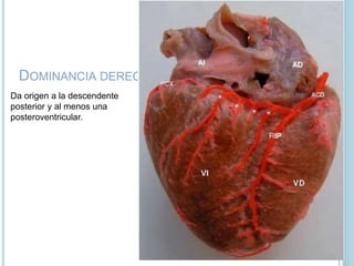 DOMINANCIA DERECHA
Da origen a la descendente
posterior y al menos una
posteroventricular.
 
