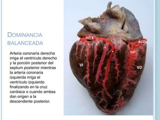 DOMINANCIA
BALANCEADA
Arteria coronaria derecha
irriga el ventrículo derecho
y la porción posterior del
septum posterior mientras
la arteria coronaria
izquierda irriga el
ventrículo izquierdo
finalizando en la cruz
cardiaca o cuando ambas
dan origen a la
descendente posterior.
 