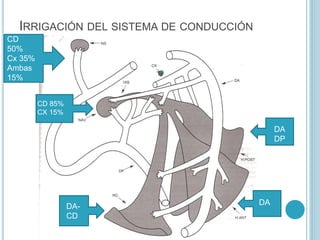 IRRIGACIÓN DEL SISTEMA DE CONDUCCIÓN
CD
50%
Cx 35%
Ambas
15%
CD 85%
CX 15%
DA-
CD
DA
DA
DP
 