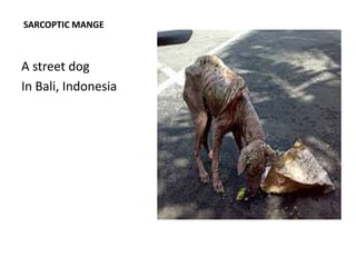 SARCOPTIC MANGE



A street dog
In Bali, Indonesia
 