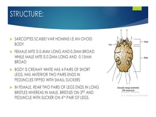 Scab Structures Comprehensive Overview of Skin Structure and Scabies Management | PPTX