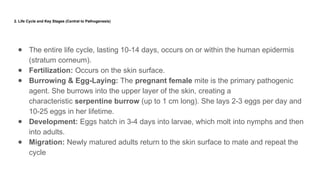 Scabies- Current Views in Dermatovenereology[1].pptx