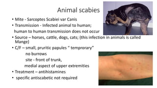 Animal scabies
• Mite - Sarcoptes Scabiei var Canis
• Transmission - Infected animal to human;
human to human transmission does not occur
• Source – horses, cattle, dogs, cats; (this infection in animals is called
Mange)
• C/F – small, pruritic papules “ temprorary”
no burrows
site - front of trunk,
medial aspect of upper extremities
• Treatment – antihistamines
• specific antiscabetic not required
 