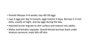 • Female lifespan 4–6 weeks; lays 40–50 eggs.
• Lays 3 eggs per day in tunnels; eggs hatchin 4 days. Burrow 2–3 mm
daily, usually at night, and lay eggs during the day.
• Hatched larvae migrate to skin surface and mature into adults.
• Males and females copulate. Gravid female burrows back under
stratum corneum; male falls off skin.
 
