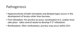 Pathogenesis
• Hypersensitivity of both immediate and delayed types occurs in the
development of lesions other than burrows.
• First infestation: For pruritus to occur, sensitization to S. scabiei must
take place -takes several weeks to develop if 1st infestation.
• Reinfestation: After reinfestation, pruritus may occur within 24 h
 