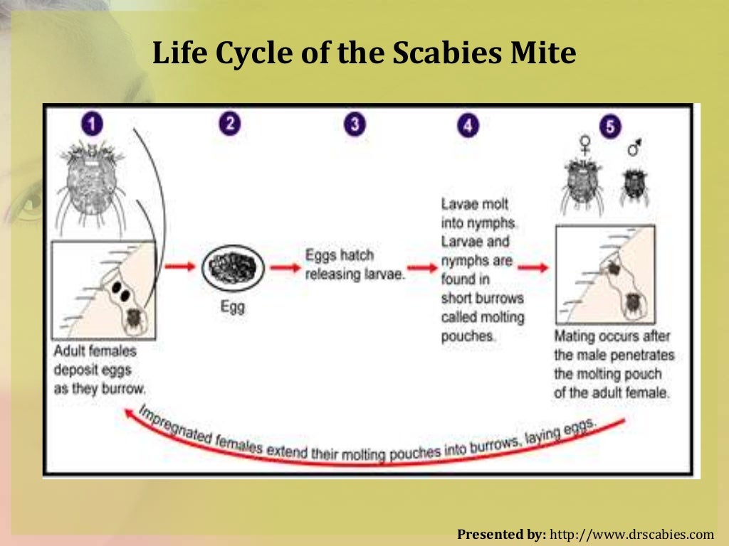 How to Kill Scabies ? All Think to Know