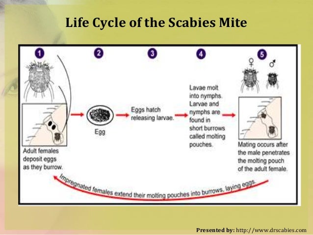lice life cycle
