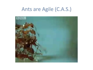 Ants	are	Agile	(C.A.S.)	
 