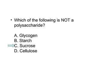 • Which of the following is NOT a 
polysaccharide? 
A. Glycogen 
B. Starch 
C. Sucrose 
D. Cellulose 
 
