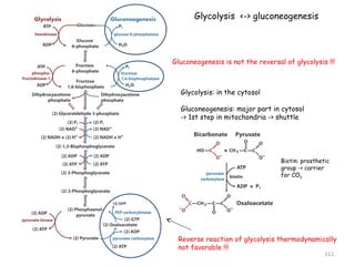 Glycolysis <-> gluconeogenesis 
Gluconeogenesis is not the reversal of glycolysis !!! 
Glycolysis: in the cytosol 
Gluconeogenesis: major part in cytosol 
-> 1st step in mitochondria -> shuttle 
Biotin: prosthetic 
group -> carrier 
for CO2 
Reverse reaction of glycolysis thermodynamically 
not favorable !!! 
112 
 