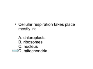 • Cellular respiration takes place 
mostly in: 
A. chloroplasts 
B. ribosomes 
C. nucleus 
D. mitochondria 
 