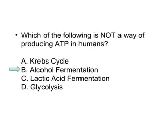 • Which of the following is NOT a way of 
producing ATP in humans? 
A. Krebs Cycle 
B. Alcohol Fermentation 
C. Lactic Acid Fermentation 
D. Glycolysis 
 