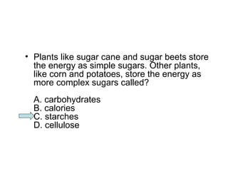 • Plants like sugar cane and sugar beets store 
the energy as simple sugars. Other plants, 
like corn and potatoes, store the energy as 
more complex sugars called? 
A. carbohydrates 
B. calories 
C. starches 
D. cellulose 
 