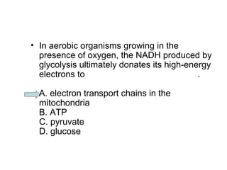 • In aerobic organisms growing in the 
presence of oxygen, the NADH produced by 
glycolysis ultimately donates its high-energy 
electrons to . 
A. electron transport chains in the 
mitochondria 
B. ATP 
C. pyruvate 
D. glucose 
 