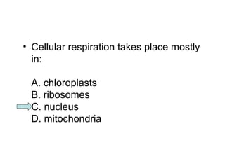 • Cellular respiration takes place mostly 
in: 
A. chloroplasts 
B. ribosomes 
C. nucleus 
D. mitochondria 
 
