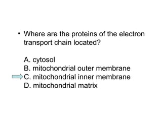 • Where are the proteins of the electron 
transport chain located? 
A. cytosol 
B. mitochondrial outer membrane 
C. mitochondrial inner membrane 
D. mitochondrial matrix 
 
