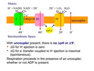Matrix 
H+ 
+ NADH NAD+ 
+ 2H+ 2H+ 
+ ½ O2 H2O 
2 e- 
I Q III IV 
cyt c 
uncoupler 
4H+ 4H+ 2H+ H+ 
Intermembrane Space 
With uncoupler present, there is no DpH or DY. 
  DG for H+ ejection is zero 
  DG for e- transfer coupled to H+ ejection is maximal 
(spontaneous). 
Respiration proceeds in the presence of an uncoupler, 
whether or not ADP is present. 
 
