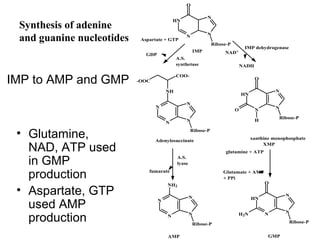HN 
N 
O 
N N 
Ribose-P 
Aspartate + GTP 
N 
N 
NH 
N N 
Ribose-P 
COO- 
-OOC 
HN 
N 
O 
N N 
Ribose-P 
O 
H 
Adenylosuccinate xanthine monophosphate 
XMP 
IMP 
IMP dehydrogenase 
NAD+ 
NADH 
A.S. 
synthetase 
GDP 
N 
N 
NH2 
N N 
Ribose-P 
HN 
N 
O 
N N 
H2N 
Ribose-P 
A.S. 
lyase 
fumarate 
glutamine + ATP 
Glutamate + AMP 
+ PPi 
AMP GMP 
Synthesis of adenine 
and guanine nucleotides 
IMP to AMP and GMP 
• Glutamine, 
NAD, ATP used 
in GMP 
production 
• Aspartate, GTP 
used AMP 
production 
 