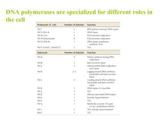DNA polymerases are specialized for different roles in 
the cell 
 