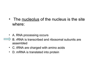 • The nucleolus of the nucleus is the site 
where: 
• A. RNA processing occurs 
• B. rRNA is transcribed and ribosomal subunits are 
assembled 
• C. tRNA are charged with amino acids 
• D. mRNA is translated into protein 
 