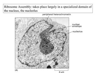 Ribosome Assembly: takes place largely in a specialized domain of 
the nucleus, the nucleolus 
 