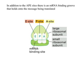 In addition to the APE sites there is an mRNA binding groove 
that holds onto the message being translated 
 