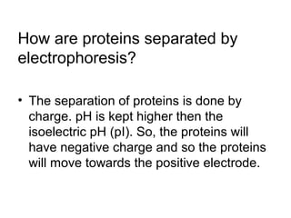 How are proteins separated by 
electrophoresis? 
• The separation of proteins is done by 
charge. pH is kept higher then the 
isoelectric pH (pI). So, the proteins will 
have negative charge and so the proteins 
will move towards the positive electrode. 
 