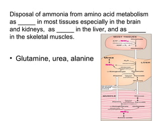 Disposal of ammonia from amino acid metabolism 
as _____ in most tissues especially in the brain 
and kidneys, as _____ in the liver, and as _____ 
in the skeletal muscles. 
• Glutamine, urea, alanine 
 