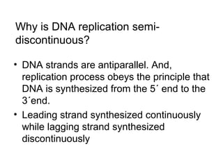 Why is DNA replication semi-discontinuous? 
• DNA strands are antiparallel. And, 
replication process obeys the principle that 
DNA is synthesized from the 5´ end to the 
3´end. 
• Leading strand synthesized continuously 
while lagging strand synthesized 
discontinuously 
 