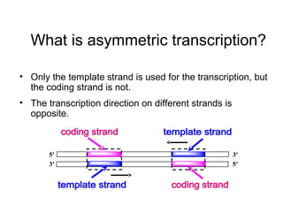 What is asymmetric transcription? 
• Only the template strand is used for the transcription, but 
the coding strand is not. 
• The transcription direction on different strands is 
opposite. 
5' 
3' 
3' 
5' 
 
