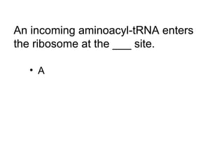 An incoming aminoacyl-tRNA enters 
the ribosome at the ___ site. 
• A 
 