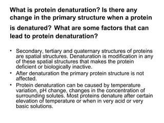 What is protein denaturation? Is there any 
change in the primary structure when a protein 
is denatured? What are some factors that can 
lead to protein denaturation? 
• Secondary, tertiary and quaternary structures of proteins 
are spatial structures. Denaturation is modification in any 
of these spatial structures that makes the protein 
deficient or biologically inactive. 
• After denaturation the primary protein structure is not 
affected. 
• Protein denaturation can be caused by temperature 
variation, pH change, changes in the concentration of 
surrounding solutes. Most proteins denature after certain 
elevation of temperature or when in very acid or very 
basic solutions. 
 