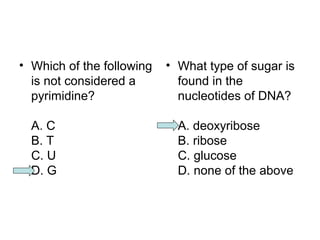 • Which of the following 
is not considered a 
pyrimidine? 
A. C 
B. T 
C. U 
D. G 
• What type of sugar is 
found in the 
nucleotides of DNA? 
A. deoxyribose 
B. ribose 
C. glucose 
D. none of the above 
 