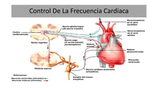 Control De La Frecuencia Cardiaca
 
