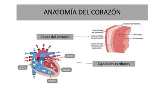 ANATOMÍA DEL CORAZÓN
Capas del corazón
Cavidades cardiacas
 