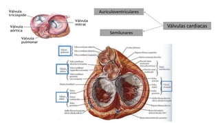 Válvulas cardiacas
Auriculoventriculares
Semilunares
 