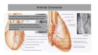 Arterias Coronarias
 Se originan de la aorta justo por arriba de las valvas de la
válvula aórtica
 El corazón tiene requerimientos metabólicos altos, pues utiliza
entre el 70 y el 80% del oxígeno suministrado
 A diferencia de otras arterias, las coronarias reciben flujo
sanguíneo durante la diástole.
Tiene tres ramas (arteria coronaria principal
izquierda)
Arteria anterior descendente izquierda, que
corre a lo largo de la pared anterior del
corazón
Arteria circunfleja, que rodea hacia la pared
lateral izquierda del mismo órgano
La arteria coronaria derecha, la cual avanza hacia
la parte inferior de la pared inferior del corazón
La pared posterior del corazón recibe su
suministro de sangre de la arteria posterior
descendente.
 