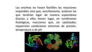 Las enzimas no hacen factibles las reacciones
imposibles sino que, sencillamente, aceleran las
que tendrían lugar de manera espontánea
Gracias a ellas tienen lugar, en condiciones
fisiológicas, reacciones que, sin catalizador,
requerirían condiciones extremas de presión,
temperatura o de pH.
 