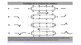 Fisiología de la conducción cardiaca
FASE 0 Estado de reposo
Acúmulo de cargas negativas en el
interior y de positivas en el exterior
FASE I Repolarización lenta
Entrada de iones na+ y ca++ a través
de otro tipo de canales de flujo más
lento, mientras que el K+ sale del
interior celular
FASE II
Salida masiva de K+ al
exterior, lo que genera un
declive en el PAT de forma
paulatina,
Aumentando progresivamente también
la permeabilidad de la membrana para
el na+
FASE III
La capa externa celular
comienza a cargarse
positivamente mientras
que la interna se rodea de
cargas negativas
Período refractario relativo
FASE IV Potencial de reposo
Se produce la salida del na+ y la
penetración del K+, a través de un
mecanismo activo conocido como " bomba
iónica " restableciéndose el equilibrio inicial
Movimientos electro-iónicos a través de la membrana celular para generar el potencial de
acción transmembrana mediados fundamentalmente por el Na, K+ y Ca++
 