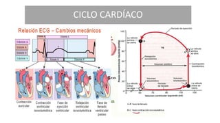 CICLO CARDÍACO
 