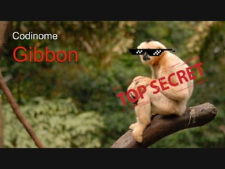 Codinome
Gibbon
 