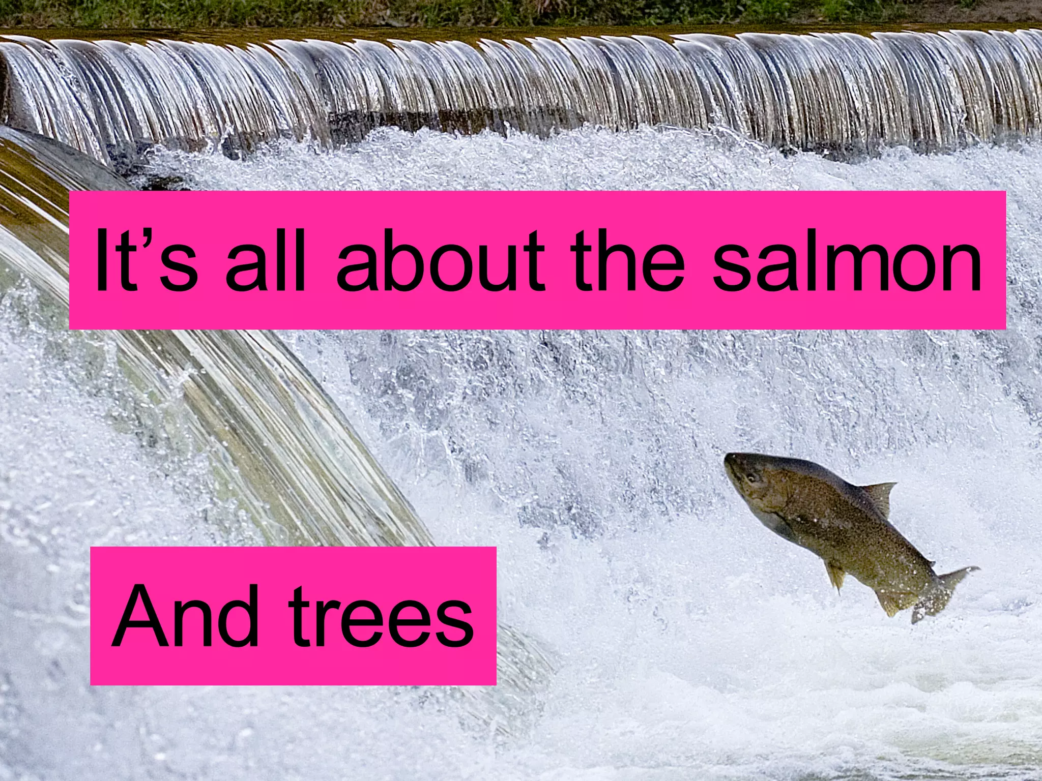 It’s all about the salmon And trees 