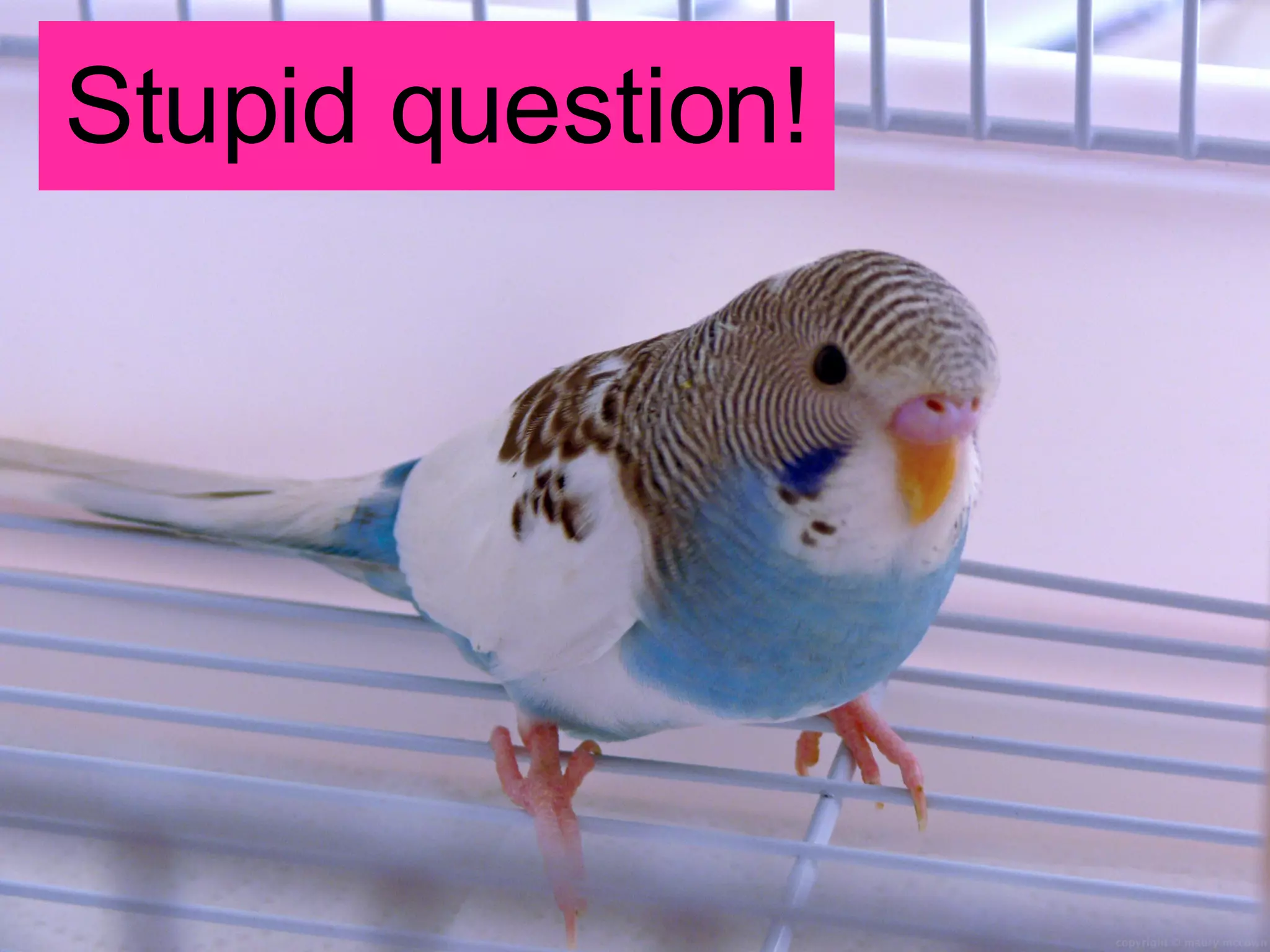 Stupid question! 